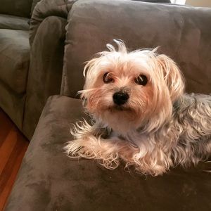 Meet your Posher, Shareez